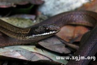 女人梦见被蛇追着跑是什么征兆：女人梦见被蛇追着跑，解密梦境中的隐藏征兆与心理暗示