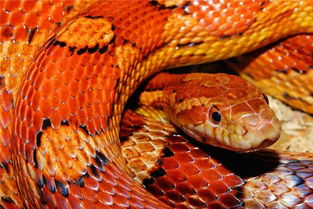 女人梦见被蛇追着跑是什么征兆：女人梦见被蛇追着跑，解密梦境中的隐藏征兆与心理暗示