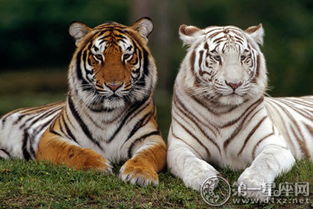 梦见打老虎周公解梦原文：梦见打老虎，周公解梦的深层解析