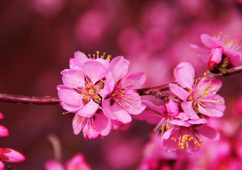 八字免费测试正缘桃花：八字免费测试正缘桃花，精准测算你的爱情运势与姻缘走向