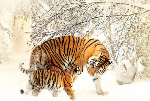 龙狗越冲越旺：龙狗相合，冲运生财，传统智慧中的吉祥密码与运势提升之道