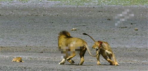 驴友投喂野猴被飞踹 差点摔下山坡