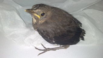 下雨天的时候鸟都在干什么？