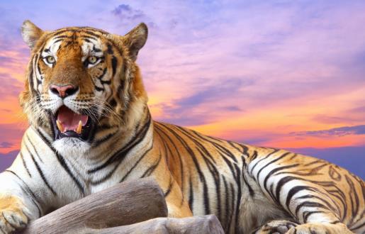 属虎的人性格特点：属虎人，天生王者风范，自信果敢的冒险家—解码虎年生肖的性格密码