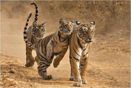 属虎的人性格特点：属虎人，天生王者风范，自信果敢的冒险家—解码虎年生肖的性格密码