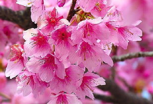 圆通山哪里可以求姻缘：圆通山祈福求姻缘，神仙助攻的浪漫之地！