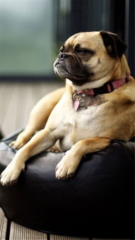 梦见把狗打死了流出鲜血什么预兆：梦中惊现狗血凶兆，预示着什么？