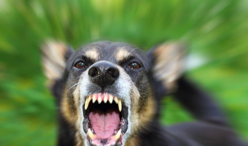 梦见把狗打死了流出鲜血什么预兆：梦中惊现狗血凶兆，预示着什么？