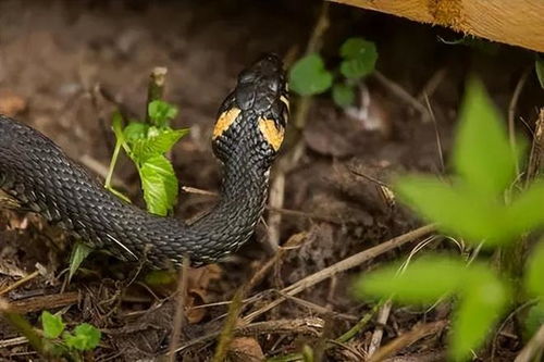 梦见一条蛇是什么预兆 女性：梦里遇见蛇，解析女性梦境中的神秘符号