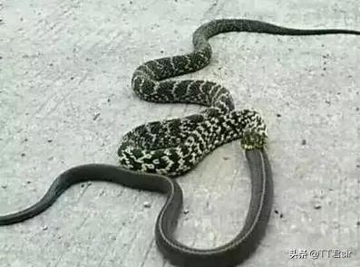 梦见一条蛇是什么预兆 女性：梦里遇见蛇，解析女性梦境中的神秘符号