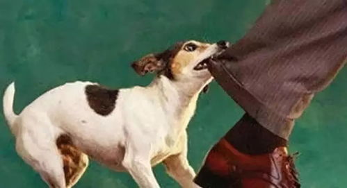 梦见很多狗朝自己扑过来咬自己：狂犬之梦，解密潜意识的警示