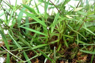 白花蛇舌草功效与作用：白花蛇舌草，清热解毒的天然良药，功效与作用全解析