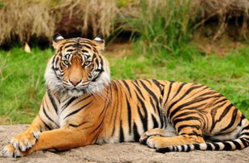 大虎女儿结婚吉日有哪些：大虎女儿结婚吉日全解析，传统与现代的完美结合