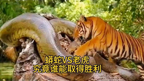 蛇与老虎结婚吉日有哪些：蛇与老虎结婚吉日有哪些？