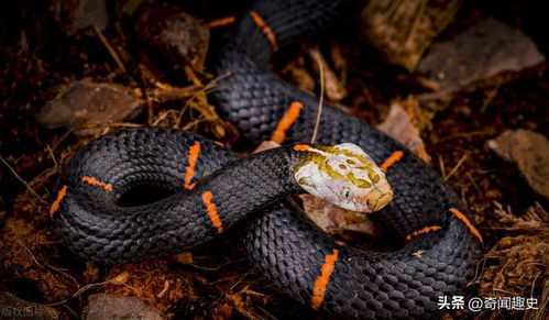 蛇与老虎结婚吉日有哪些：蛇与老虎结婚吉日有哪些？