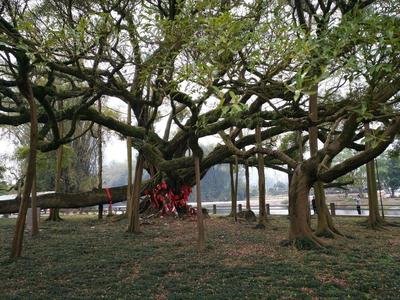 重庆姻缘树在哪儿有：重庆姻缘树，浪漫之地，见证爱情