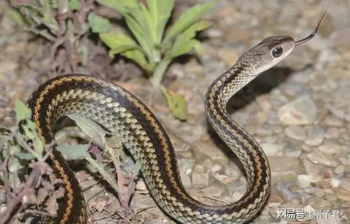 2025蛇是百年难遇吗：2025蛇年，千年一遇还是常规轮回？