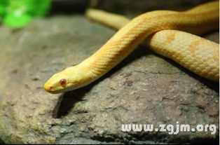 最近频繁的梦到蛇：解密梦境，为何你最近频繁梦到蛇？