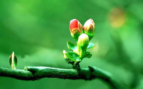 找春天教学反思：春意盎然，教学相长—找春天教学反思