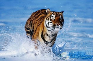 1986年虎2023年运势：1986虎年人2023兔年运势全解析，机遇与挑战并存，这4大方向需重点关注