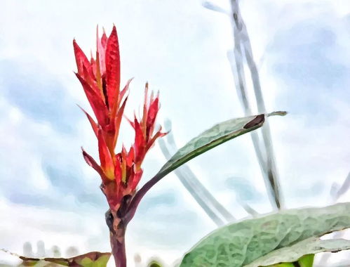 合欢花图片：春日画卷，合欢花图片的唯美与诗意