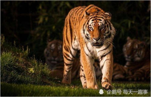 74年属虎人一生三大劫难：74年属虎人一生三大劫难深度解析，必须警惕的流年暗礁与破局之道