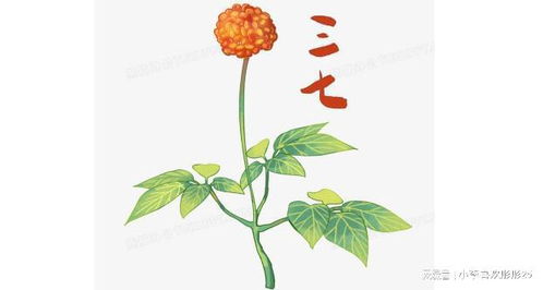 三七的作用与功能主治：三七，神奇草本，功效卓越—探索三七的作用与功能主治