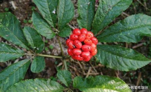 三七的作用与功能主治：三七，神奇草本，功效卓越—探索三七的作用与功能主治