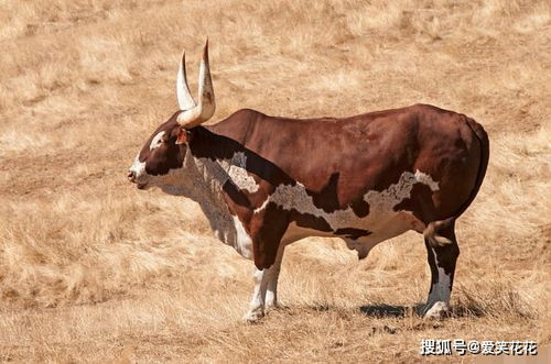十二生肖哪个生肖命最好：十二生肖哪个生肖命最好？传统命理与现代解读全解析