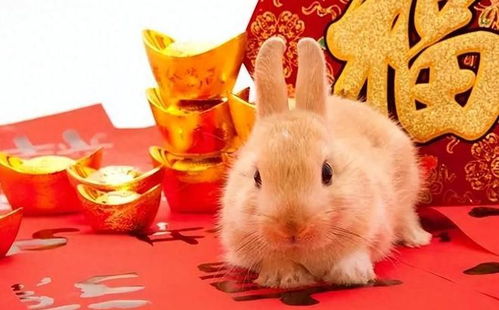 属兔人命最差农历月份：属兔人需警惕的农历月份，运势低谷与化解建议