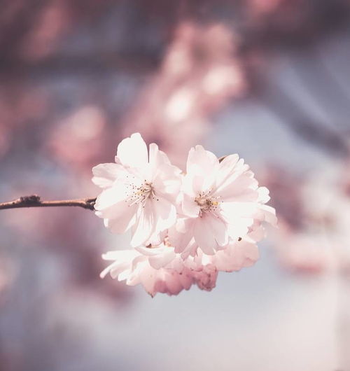 好的姻缘都需要等待：等待花开，论姻缘中的时光沉淀