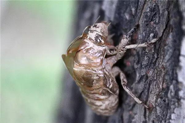 梦见金蝉脱壳是什么征兆：梦里金蝉脱壳，蜕变与新生的神秘启示
