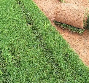 马蹄金草坪图片：打造梦幻马蹄金草坪，自然之美与低维护的完美结合