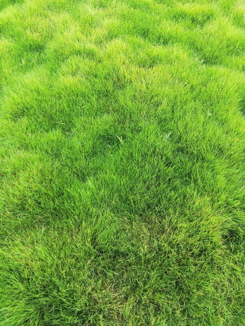 马蹄金草坪图片:打造梦幻马蹄金草坪,自然之美与低维护的完美结合 马蹄金草坪图片:打造梦幻马蹄金草坪,自然之美与低维护的完美结合