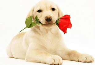 两个属狗的结婚吉日：属狗新人必看，2025年最佳结婚吉日推荐，助你幸福美满！