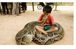 女人梦见蛇咬自己的左手：解密梦境，女人梦见蛇咬自己的左手，背后隐藏着什么？