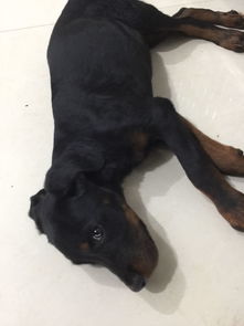 拉稀可以吃诺氟沙星吗：拉稀可以吃诺氟沙星吗？医生这样说！