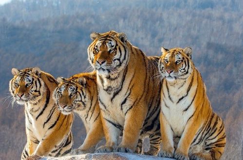 免费算命1986年属虎：免费算命1986年属虎，性格解码与2024流年运势全解析