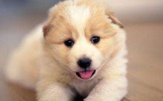 梦见给狗咬是什么意思:梦见给狗咬是什么意思?解析梦境背后的隐喻与心理暗示 梦见给狗咬是什么意思:梦见给狗咬是什么意思?解析梦境背后的隐喻与心理暗示