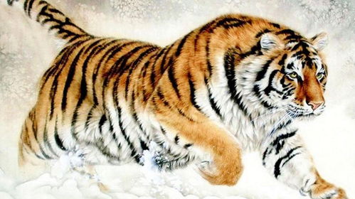 女属虎婚配最佳属相：女属虎婚配最佳属相，这三大生肖让你遇见真爱，婚姻幸福长久！