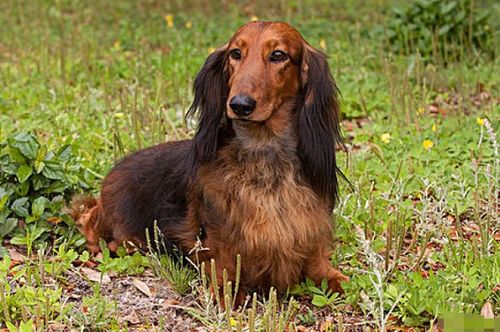 属狗的今年多大了2021：属狗人2021年年龄计算全指南，属狗的年份与年龄精准对照