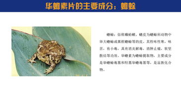 华蟾素片使用说明书：华蟾素片使用说明书详细指南