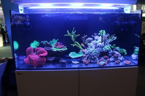 html5鱼缸入口:HTML5鱼缸入口,探索下一代沉浸式水族体验 html5鱼缸入口:HTML5鱼缸入口,探索下一代沉浸式水族体验