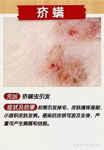 看图诊断皮肤病：看图识病，皮肤问题不再难！掌握看图诊断皮肤病的必备指南