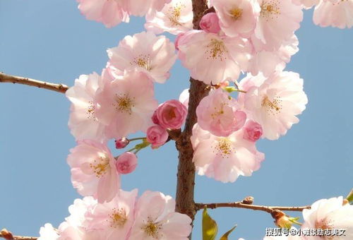 2025金牛座的正缘桃花：2025年金牛座正缘桃花精准解析，从星象到行动的幸福的黄金指南