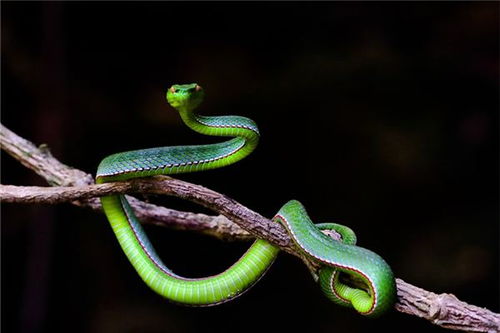 梦见别人把蛇头斩断了：解梦，梦见别人斩断蛇头，你是否也在经历一场蜕变？