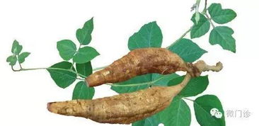 长期吃葛根能治六种病：长期吃葛根，真的能治六种病？