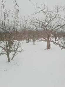 女人梦见大雪纷飞是什么征兆:梦里大雪纷飞,暗示着什么? 女人梦见大雪纷飞是什么征兆:梦里大雪纷飞,暗示着什么?