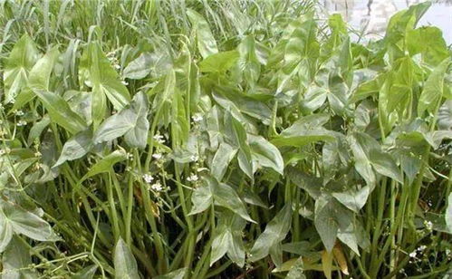 泽泻图片:泽泻图片,探秘水生植物的药用与观赏价值 泽泻图片:泽泻图片,探秘水生植物的药用与观赏价值