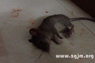 做梦梦见老鼠是什么预兆：解密梦境，梦见老鼠的潜意识信号与命运暗示